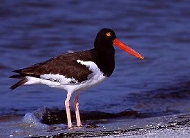 American Oystercatcher