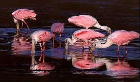 Roseate Spoonbills Feeding