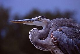 Great Blue Heron Bust