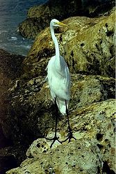 Great Egret on the Rocks at Blind Pass