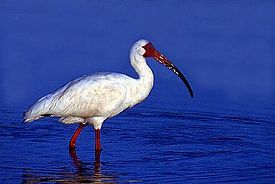 Ibis in Water