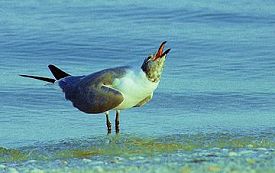 Laughing Gull