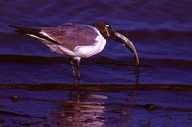 Laughing Gull with Big Fish